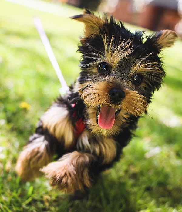 Resmikan Taman Bunga Dan Kolam Renang Rekreasi